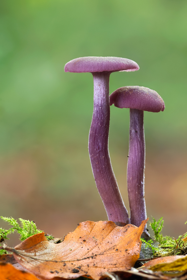 Amethyst Deceiver 8